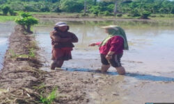 DTPHP Bengkulu Utara Monitoring Kondisi Persawahan di Enggano