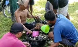 Bukti Nyata Keberhasilan Pemdes Air Tenang, Panen Raya ikan Nila