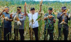 Sejahterakan Petani, Bupati Apresiasi Panen Raya Jagung Kuartal II Polres Bengkulu Utara
