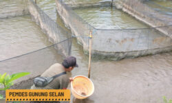 Pemdes Gunung selan panen raya ikan lele program ketahanan pangan (Hewani) DD-2025
