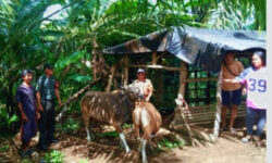 Pemdes Tanjung putus, Prioritaskan BUMDes Dalam pengentasan kemiskinan ekstrem Di Desa
